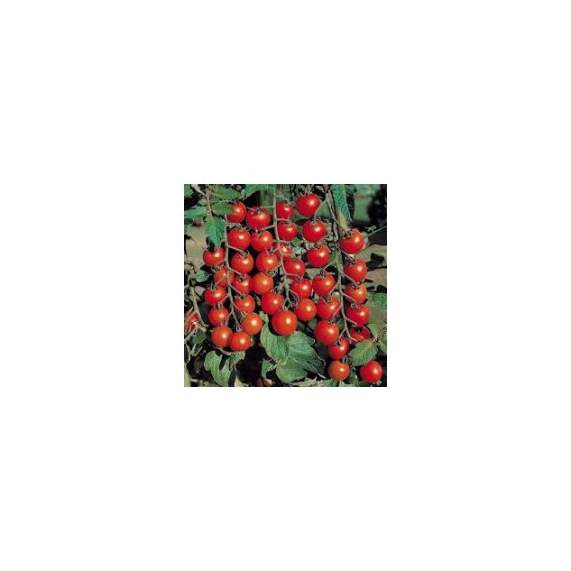 Tomate cherry Red Tim Cherry 0.5 GR