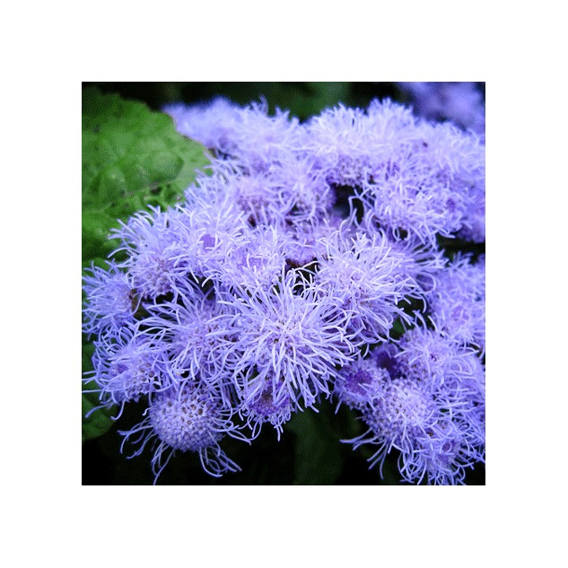 Seminte flori pufuleti Ageratum Blue Mink 0,3 gr