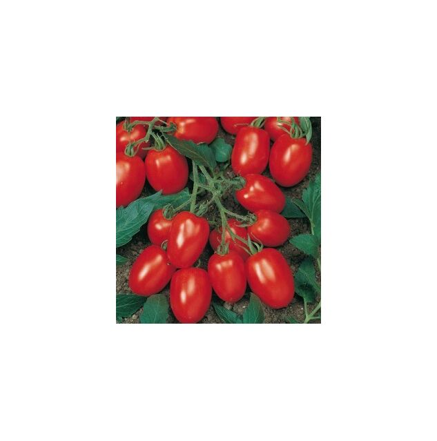 Seminte tomate Torquay F1 1000 seminte