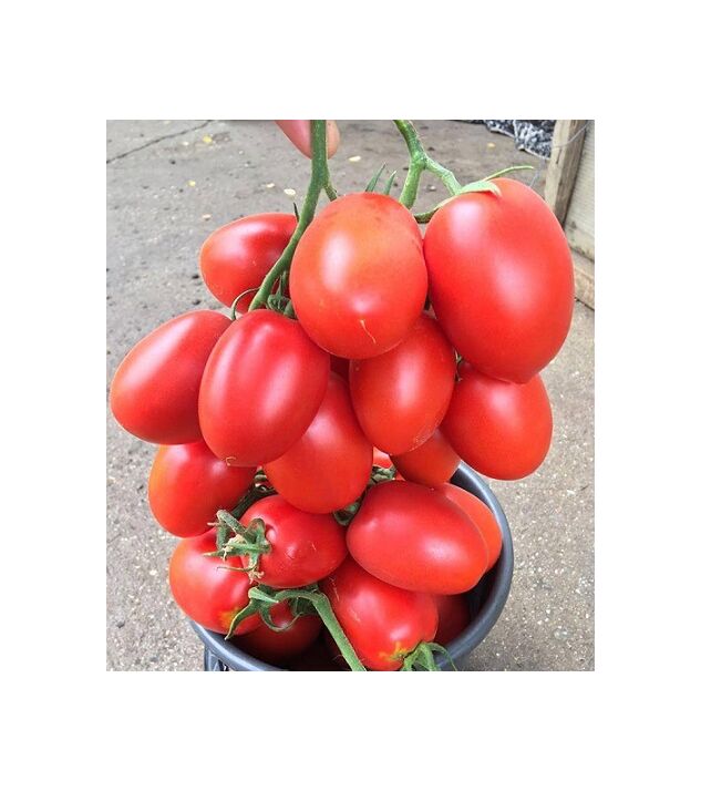 Seminte tomate Giacomo F1 100 seminte