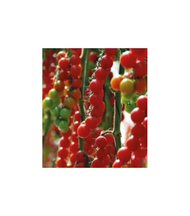 Seminte tomate Tropical F1 100 seminte