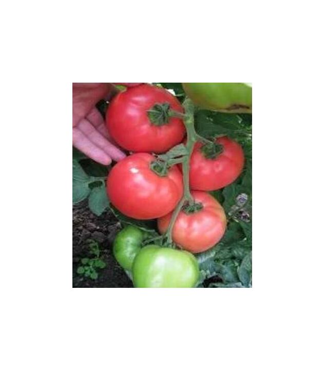 Seminte tomate HTP-11 F1 500 seminte