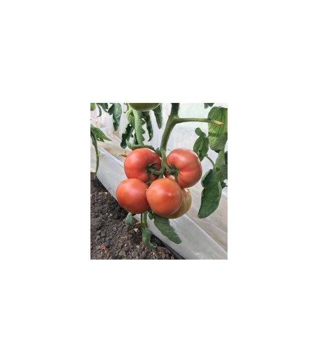 Seminte tomate Mamston F1 500 seminte