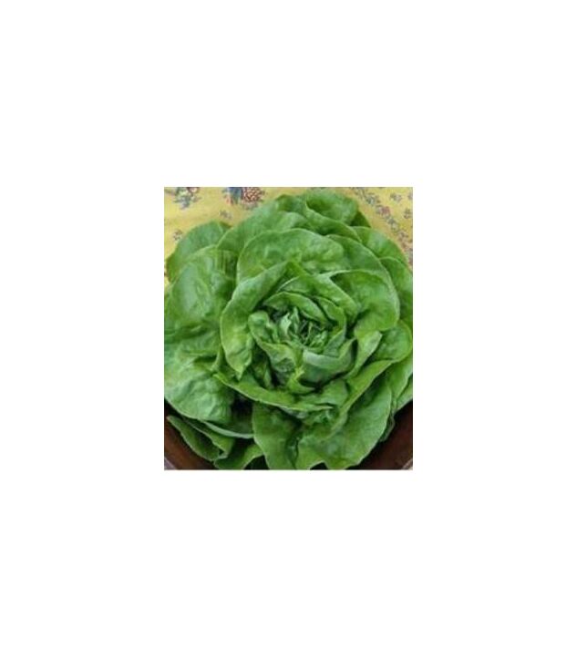 Seminte de salata Pronto 5 gr
