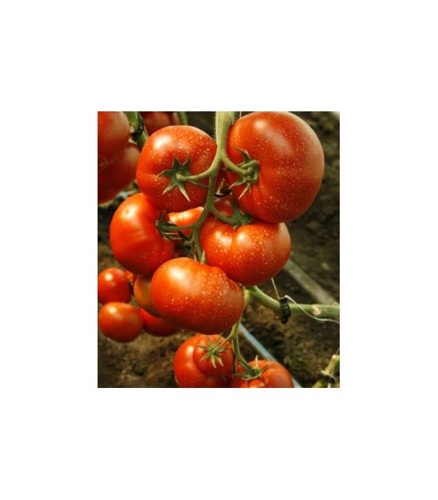 Seminte tomate Umagna F1 100 seminte
