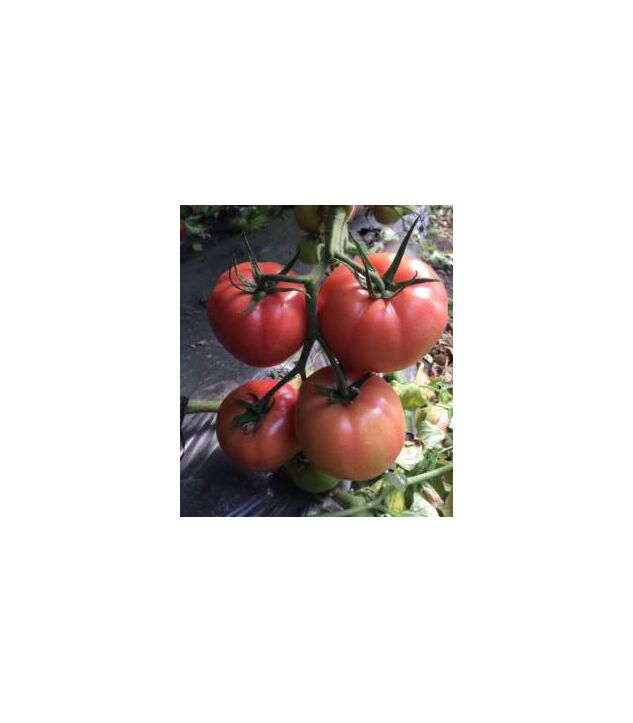 Seminte de tomate Perugino F1 (E15B.50756) 500 seminte