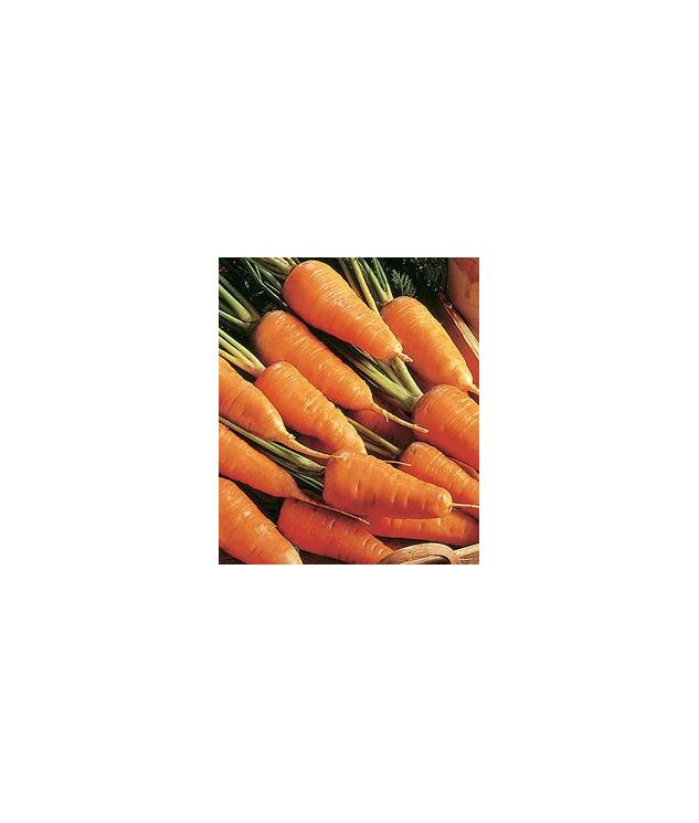 Seminte morcov Chantenay Red Cored 50 gr