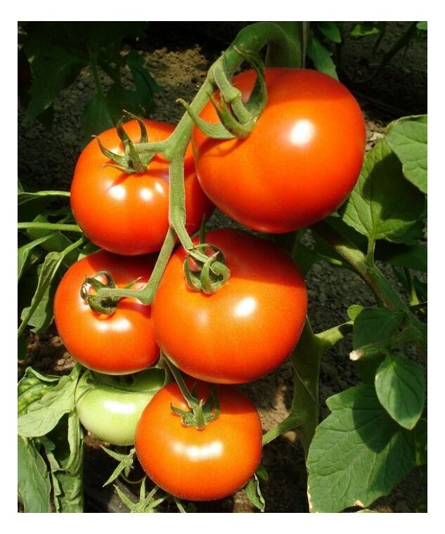 Seminte tomate Belladona F1 500 seminte