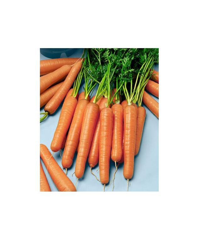 Seminte morcov Berlikum 50 gr