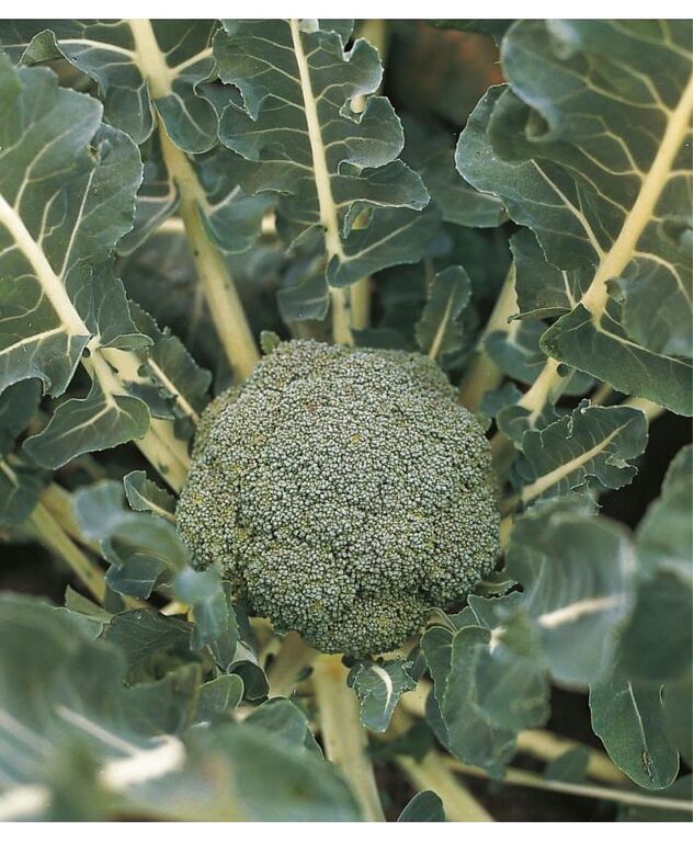 Seminte broccoli Lucky F1 1000 seminte